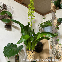 画像をギャラリービューアに読み込む, 【予約商品:6/28発送分】グラマトフィラム・モジャマトフィラム 1鉢