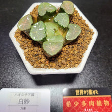 画像をギャラリービューアに読み込む, 【一点物】ハオルチア・万象 白妙 2.5号 白陶器鉢セット