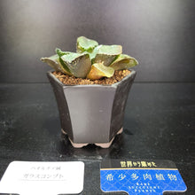 画像をギャラリービューアに読み込む, 【一点物】ハオルチア・ガラスコンプト 2.5号 黒陶器鉢セット