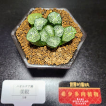 画像をギャラリービューアに読み込む, 【一点物】ハオルチア・万象 美紋 2.5号 黒陶器鉢セット