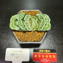 画像をギャラリービューアに読み込む, 【一点物】ハオルチア・玉扇 海野グリーン 2.5号 黒陶器鉢セット