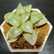 画像をギャラリービューアに読み込む, 【一点物】ハオルチア・翡翠ピクタ 白陶器鉢セット 2.5号