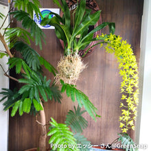 画像をギャラリービューアに読み込む, 【予約商品:6/28発送分】グラマトフィラム・モジャマトフィラム 1鉢