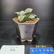 画像をギャラリービューアに読み込む, 【一点物】ハオルチア・聖龍 2.5号 黒陶器鉢セット