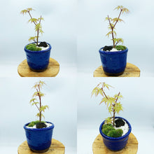画像をギャラリービューアに読み込む, もみじ(桂)のミニ盆栽 萬古焼鉢セット 3.5号 1鉢