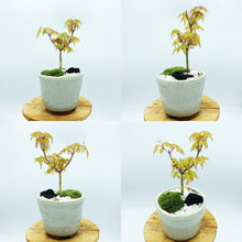 画像をギャラリービューアに読み込む, もみじ(桂)のミニ盆栽 萬古焼鉢セット 3.5号 1鉢