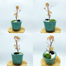 画像をギャラリービューアに読み込む, もみじ(桂)のミニ盆栽 萬古焼鉢セット 3.5号 1鉢