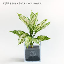 画像をギャラリービューアに読み込む, 【土を使わない観葉植物】テーブルプランツキューブ カラーリーフ (Table Plants CUBE)