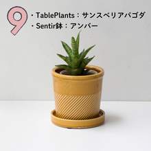 画像をギャラリービューアに読み込む, 【土を使わない観葉植物】テーブルプランツ(Table Plants)1品種×Sentir鉢セット