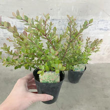 画像をギャラリービューアに読み込む, 【予約商品:11/17発送】ネイティブブルーベリー・プリティ 5号 1鉢