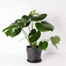 画像をギャラリービューアに読み込む, モンステラ・アダンソニー 6号 おしゃれな鉢セット インテリアグリーン