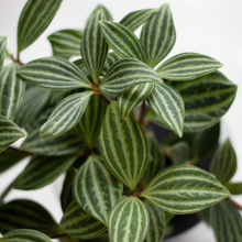 画像をギャラリービューアに読み込む, 【土を使わない観葉植物】テーブルプランツ(Table Plants) ペペロミア