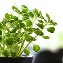 画像をギャラリービューアに読み込む, 【予約商品:3/29以降発送分】アロマティカス(キュウバンオレガノ) 5号 吊り鉢