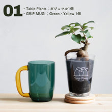 画像をギャラリービューアに読み込む, 【カンパイプランツ!】テーブルプランツ(Table Plants) ガジュマル×amabro GRIP MUG セット(土を使わない観葉植物)