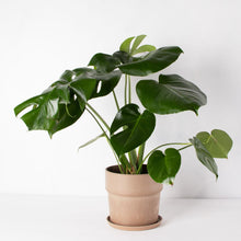 画像をギャラリービューアに読み込む, モンステラ・アダンソニー 6号 おしゃれな鉢セット インテリアグリーン