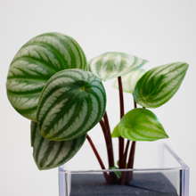 画像をギャラリービューアに読み込む, 【土を使わない観葉植物】テーブルプランツ キューブ (Table Plants CUBE) ペペロミア・サンデルシー(スイカぺぺ)