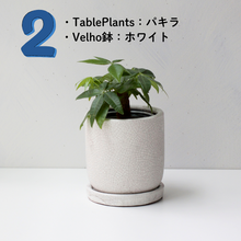 画像をギャラリービューアに読み込む, 【土を使わない観葉植物】テーブルプランツ(Table Plants)1品種×Velho鉢セット