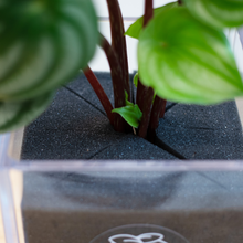 画像をギャラリービューアに読み込む, 【土を使わない観葉植物】テーブルプランツ キューブ (Table Plants CUBE) ペペロミア・サンデルシー(スイカぺぺ)