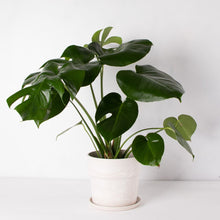 画像をギャラリービューアに読み込む, モンステラ・アダンソニー 6号 おしゃれな鉢セット インテリアグリーン