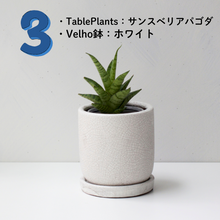 画像をギャラリービューアに読み込む, 【土を使わない観葉植物】テーブルプランツ(Table Plants)1品種×Velho鉢セット