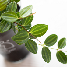 画像をギャラリービューアに読み込む, 【土を使わない観葉植物】テーブルプランツ(Table Plants) ペペロミア