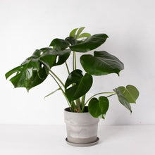 画像をギャラリービューアに読み込む, モンステラ・アダンソニー 6号 おしゃれな鉢セット インテリアグリーン