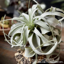 画像をギャラリービューアに読み込む, 【限定21個】チランシア・キセログラフィカ 約直径15cm ※予約商品:12/29まで 出荷予定:1/10