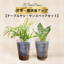 画像をギャラリービューアに読み込む, 【風水効果あり!】テーブルプランツ(Table Plants) 2種セット ※土を使わない観葉植物