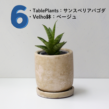 画像をギャラリービューアに読み込む, 【土を使わない観葉植物】テーブルプランツ(Table Plants)1品種×Velho鉢セット
