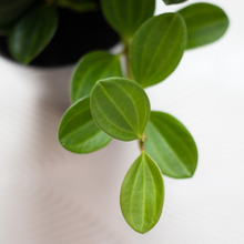 画像をギャラリービューアに読み込む, 【土を使わない観葉植物】テーブルプランツ(Table Plants) ペペロミア