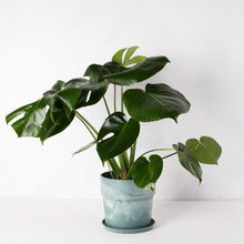 画像をギャラリービューアに読み込む, モンステラ・アダンソニー 6号 おしゃれな鉢セット インテリアグリーン