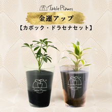画像をギャラリービューアに読み込む, 【風水効果あり!】テーブルプランツ(Table Plants) 2種セット ※土を使わない観葉植物