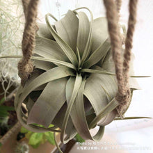 画像をギャラリービューアに読み込む, 【限定21個】チランシア・キセログラフィカ 約直径15cm ※予約商品:12/29まで 出荷予定:1/10