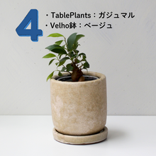 画像をギャラリービューアに読み込む, 【土を使わない観葉植物】テーブルプランツ(Table Plants)1品種×Velho鉢セット