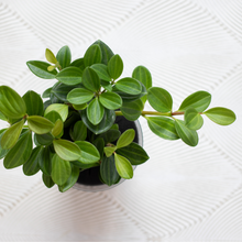 画像をギャラリービューアに読み込む, 【土を使わない観葉植物】テーブルプランツ(Table Plants) ペペロミア