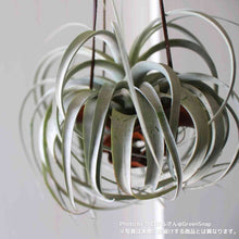 画像をギャラリービューアに読み込む, 【限定21個】チランシア・キセログラフィカ 約直径15cm ※予約商品:12/29まで 出荷予定:1/10