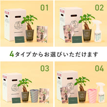 画像をギャラリービューアに読み込む, 【土を使わない観葉植物】テーブルプランツ ギフトセット(Table Plants)