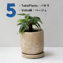 画像をギャラリービューアに読み込む, 【土を使わない観葉植物】テーブルプランツ(Table Plants)1品種×Velho鉢セット
