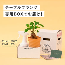 画像をギャラリービューアに読み込む, 【土を使わない観葉植物】テーブルプランツ ギフトセット(Table Plants)