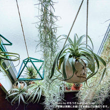 画像をギャラリービューアに読み込む, 【限定21個】チランシア・キセログラフィカ 約直径15cm ※予約商品:12/29まで 出荷予定:1/10