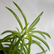 画像をギャラリービューアに読み込む, 【土を使わない観葉植物】テーブルプランツ(Table Plants) ペペロミア