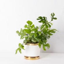 画像をギャラリービューアに読み込む, ヒメモンステラ 5号 ゴールドライン陶器鉢カバーセット