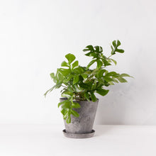 画像をギャラリービューアに読み込む, ヒメモンステラ 5号 おしゃれな植木鉢カバーセット(アートストーンS) ギフトにもおすすめ