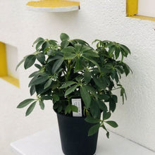 画像をギャラリービューアに読み込む, ホンコンカポック(シェフレラ) 5号 アーバンプランツポットセット