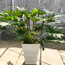 画像をギャラリービューアに読み込む, フィロデンドロン・ザナドゥー(クッカバラ) 7号 白鉢セット 室内におすすめ