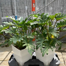 画像をギャラリービューアに読み込む, フィロデンドロン・ザナドゥー(クッカバラ) 7号 白鉢セット 室内におすすめ