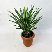 画像をギャラリービューアに読み込む, 【限定15個】ユッカ・シルバースター 7号 ※予約商品:3/30まで 出荷予定:4/4