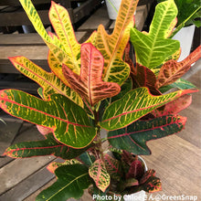 画像をギャラリービューアに読み込む, クロトン・エクセレント 6号 おしゃれなインテリアグリーン