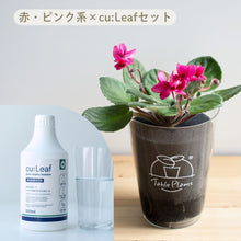 画像をギャラリービューアに読み込む, 【土を使わない鉢花】テーブルプランツ(Table Plants) セントポーリア×cu:Leaf®(キュリーフ)500mlセット ※数量限定/予約商品
