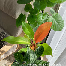 画像をギャラリービューアに読み込む, フィロデンドロン・プリンスオブオレンジ 4号